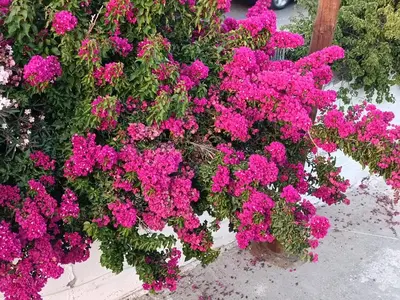 a bunch of pink flowers in a garden at Vrachakia Elegant in Ayiá