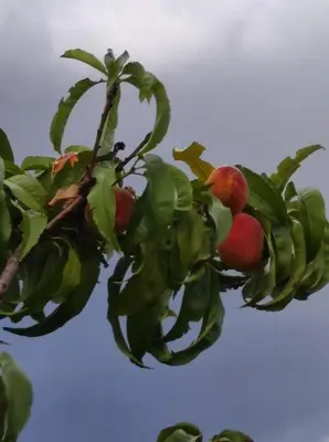 a branch of a tree with red apples on it at Anatolika Stamatis Paradise in Dhémbla