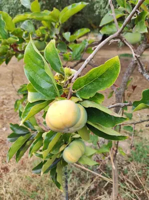 a bunch of fruit on a tree with leaves at Anatolika Stamatis Paradise in Dhémbla