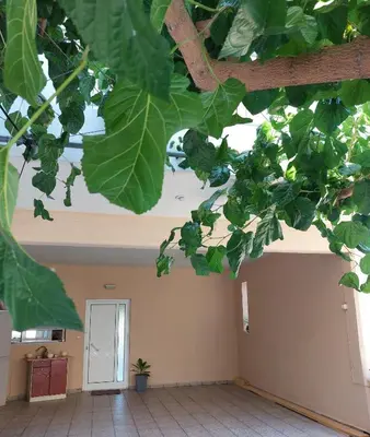 a branch of a tree with green leaves at Argy Cozy Apartment (Όμορφο Διαμέρισμα στα Χανιά) in Chania Town