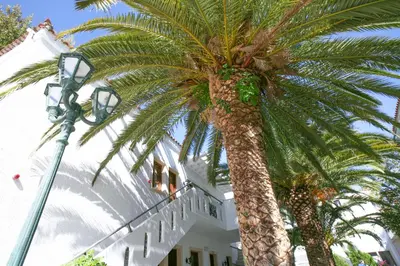 a palm tree in front of a white building at Flamingos Hotel Apartments in Kato Daratso