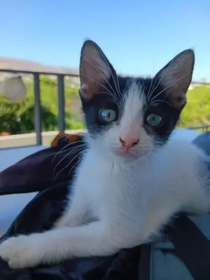 a black and white cat laying on a blanket at Eos Studio in Chania Town