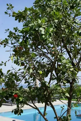 a tree in front of a swimming pool at Avra & Ostria Villa, Pirgos-Villas,Heated pool , amazing sea view in Maleme