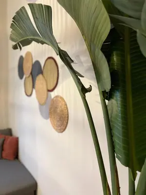 a plant in a room with a wall with coins on it at m&m's city loft in Chania Town