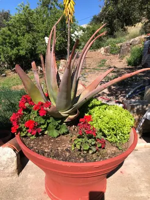 a plant in a pot with flowers in it at ARETI Sea View Mountain Cottage in AmigdhalokeFálion