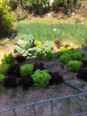 a garden with lettuce and other plants in a field at ARETI Sea View Mountain Cottage in AmigdhalokeFálion