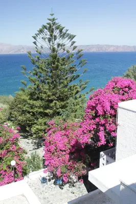 a christmas tree and pink flowers in front of a tree at Delfini Apartments in Kissamos