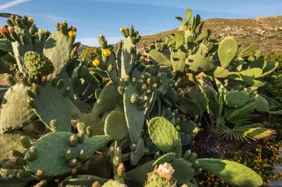 a large group of cacti in a field at Magnolia Apartments and Studios in Falasarna