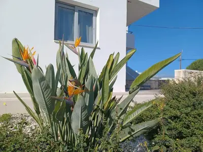 a plant with orange flowers in front of a building at Mini Villa Kalathas in Kalathas