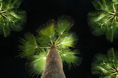 a palm tree with bright green leaves at Sea View Hotel & Apartments in Kato Daratso