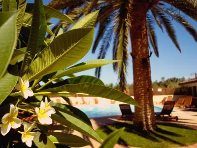a palm tree next to a swimming pool with flowers at Kissamos Hotel in Kissamos