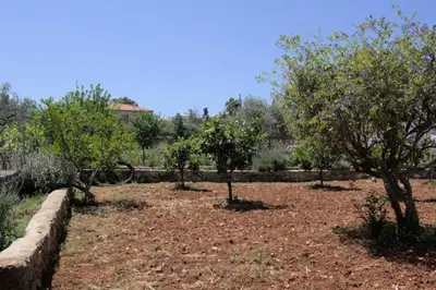 a row of trees sitting in a garden at Evanthea Residence in Kounoupidhianá