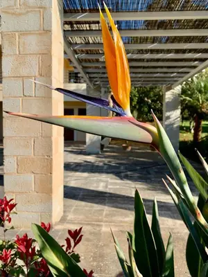a bird sitting on top of a flower on a building at Aggelos and Thisbe Chania Suburbs Sea View Guest House in Chania Town