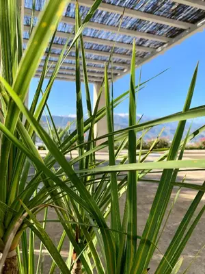 a close up of a green plant at Aggelos and Thisbe Chania Suburbs Sea View Guest House in Chania Town