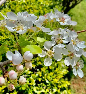a bunch of white flowers on a tree at Aggelos and Thisbe Chania Suburbs Sea View Guest House in Chania Town
