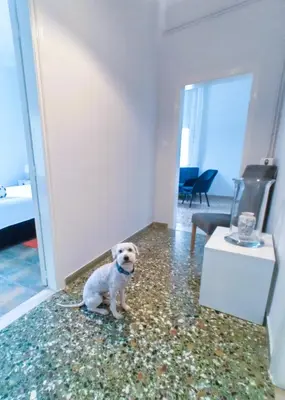 a white dog sitting on the floor in a room at Stamatias Home, fully equipped cottage 5 minutes from the sea in Chania Town
