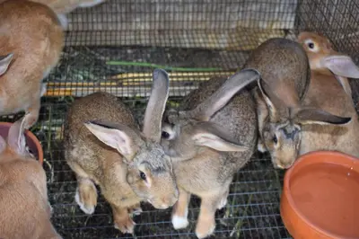 a group of rabbits standing in a cage at Agrabeli Cot Not Just a Stay A Unique Experience in Plátanos