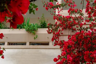 two flower boxes filled with red flowers on a building at Seize the seas in Kalamaki Chanion