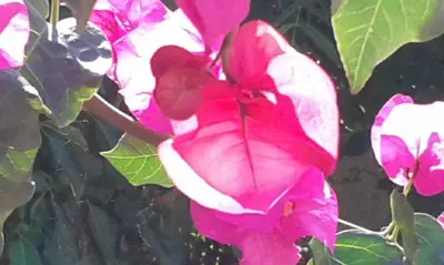 a pink flower on a plant with green leaves at Kastania..2 in Kiolianá